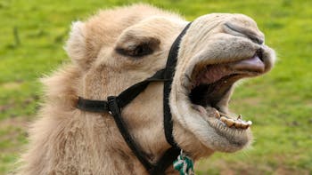 Camel laughing