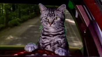 Cat driving car