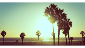 Sunset view with Palm Trees